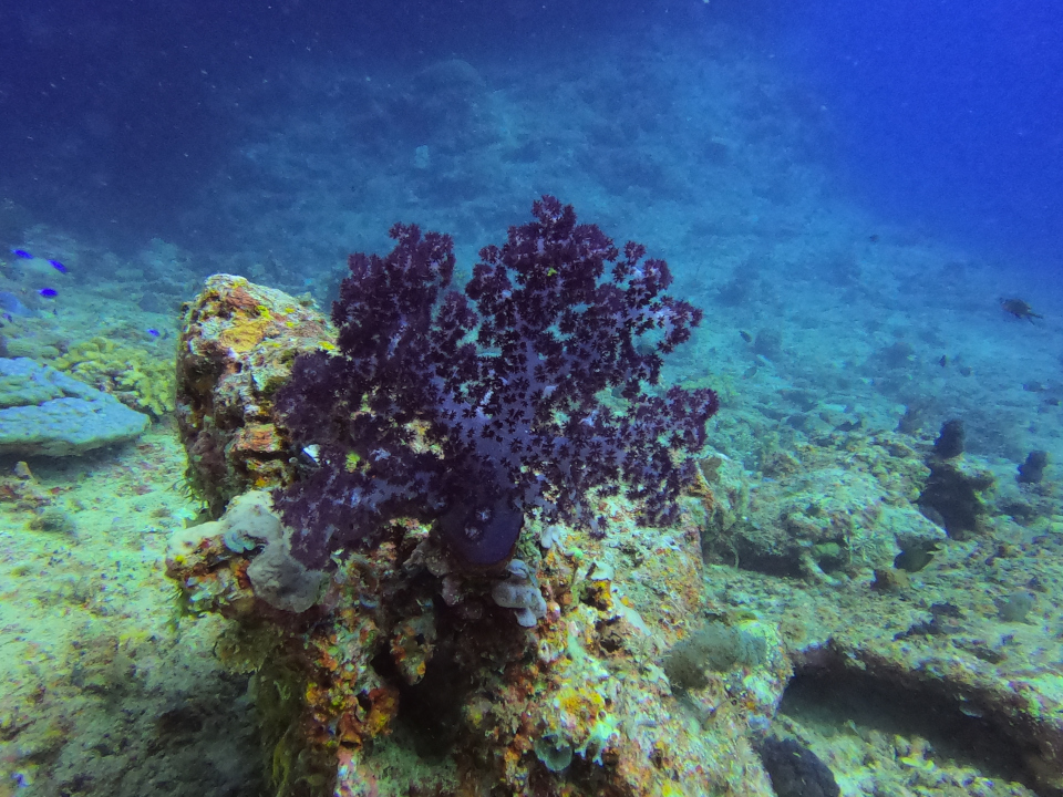 Soft coral when in current